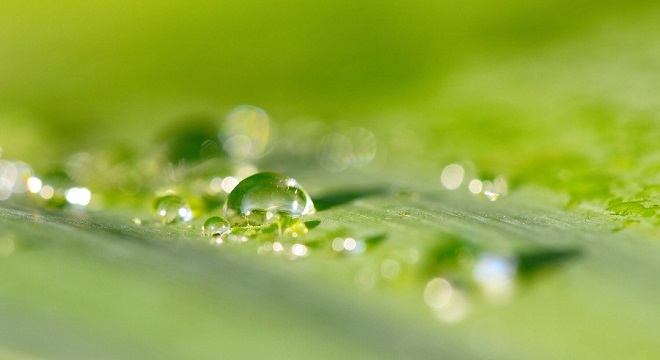 Gouttes d'eau se promenant sur une feuille