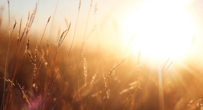 Coucher du soleil à travers des herbes hautes