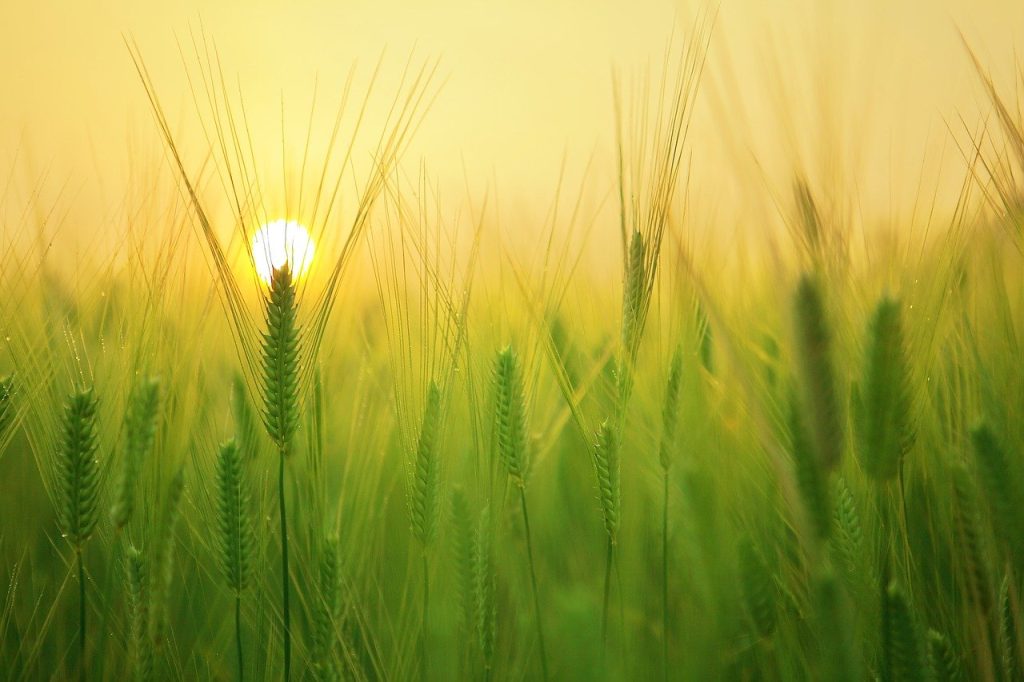 Levé du soleil sur un champs de blé. Paysage méditatif
