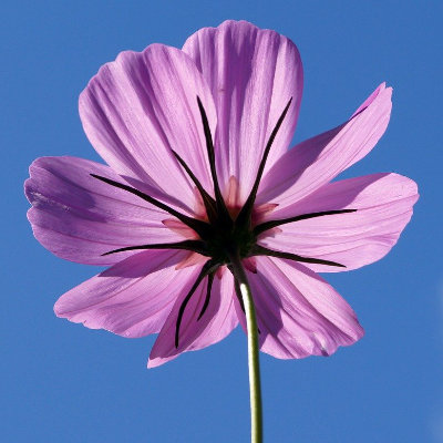 Fleur épanouie