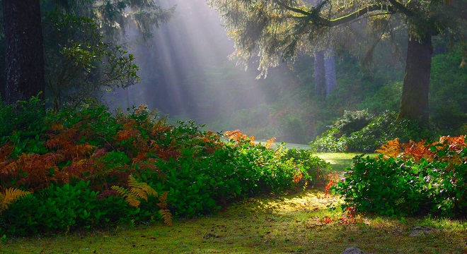 Un magnifique sous-bois arrosé par les rayons du soleil entre les arbres