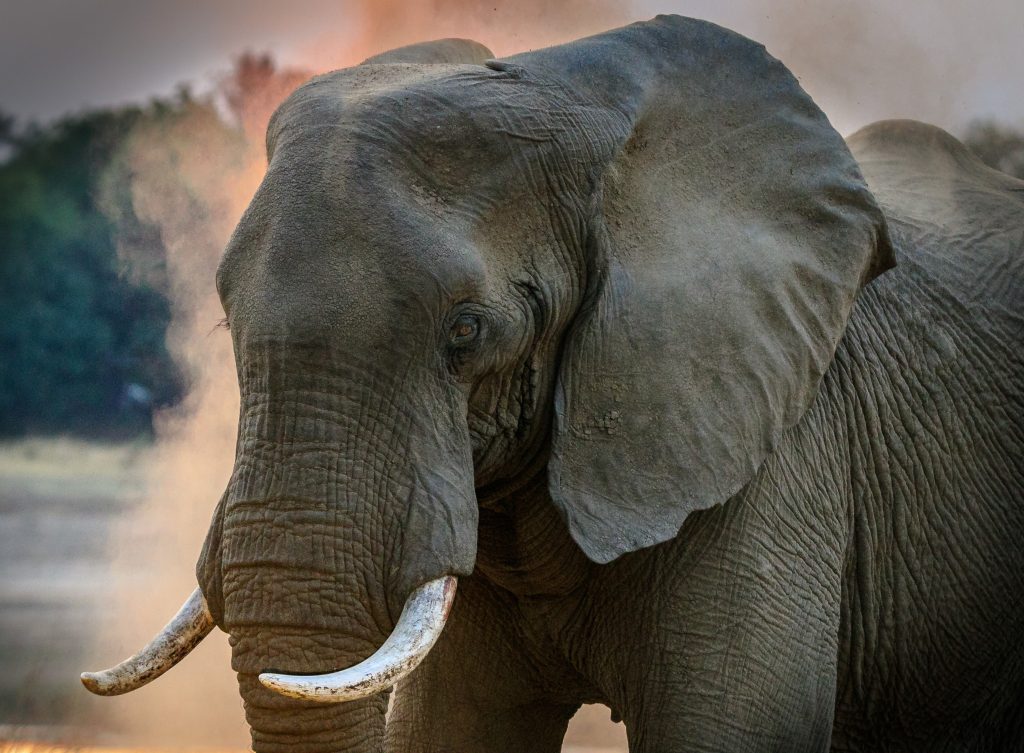 Image d'un éléphant de face
