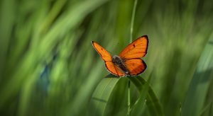 Un papillon orange sur une feuille