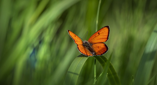 Un papillon orange sur une feuille