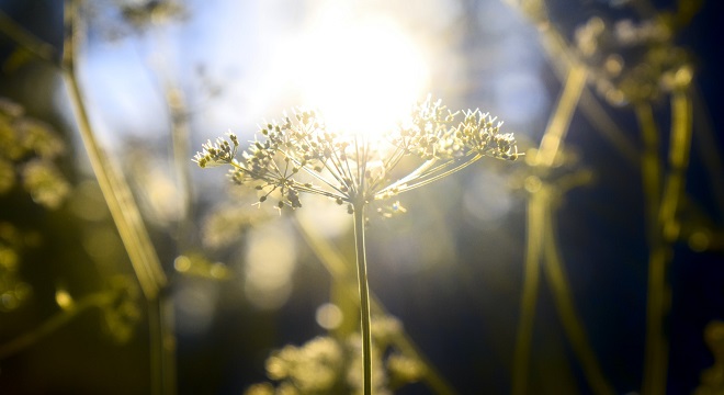 Rayon de lumière derrière une plante ombellifère
