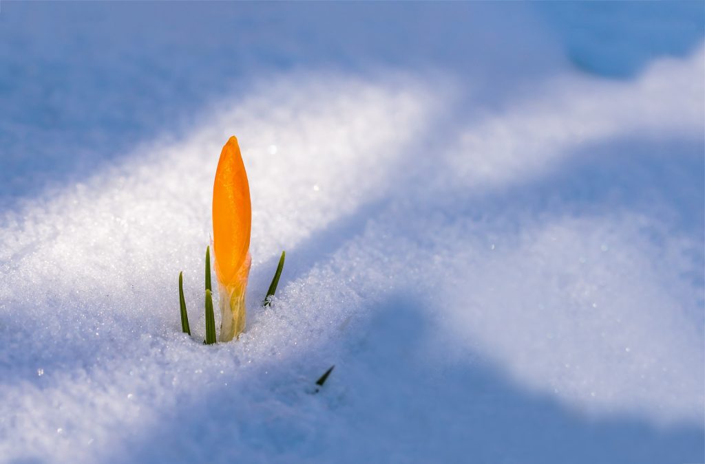 plante dans la neige
