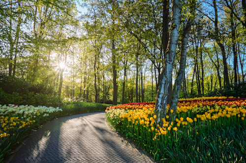 Jardin de fleurs