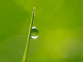 Une goutte de rosée sur un brin d'herbe