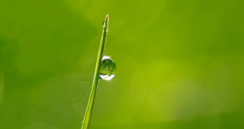 Une goutte de rosée sur un brin d'herbe