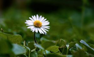 Gros plan sur une belle marguerite