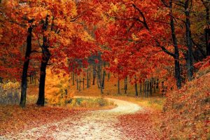 Un chemin qui amène dans un sous-bois, en automne