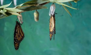 Deux papillons monarques tout juste sortis de leur chrysalide