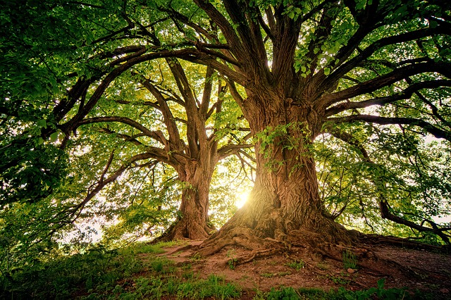 arbres