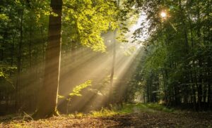 En forêt, les rayons du soleil qui transpercent les feuilles des arbres