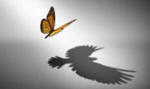 Un papillon dont l'ombre dessine un aigle