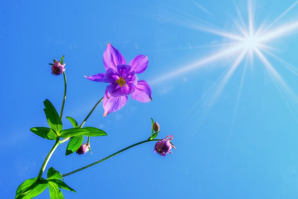 Contre-plongée sur une fleur violette avec le soleil brillant en arrière plan