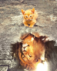 miroir chat et lion