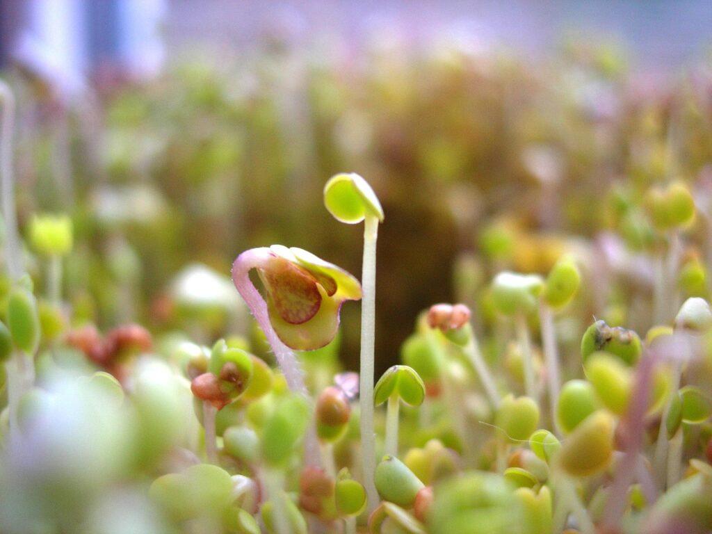 nature plantes et graines