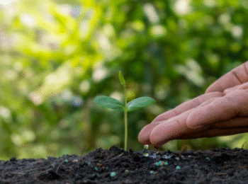 Gros plan d'une main qui dépose un fertilisant au pied d'une jeune pousse