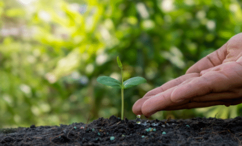 Gros plan d'une main qui dépose un fertilisant au pied d'une jeune pousse