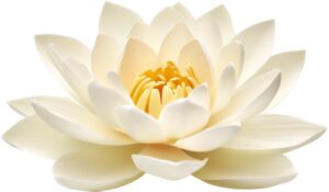 Fleur de Lotus