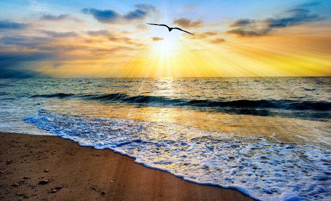 Un oiseau volant devant les rayons lumineux du soleil au dessus de la mer