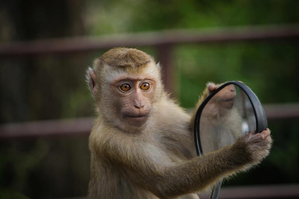 Un singe tenant un miroir