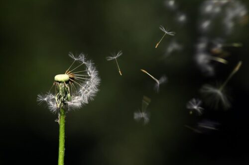 Aigrette de pissenlit dispérsé par le vent