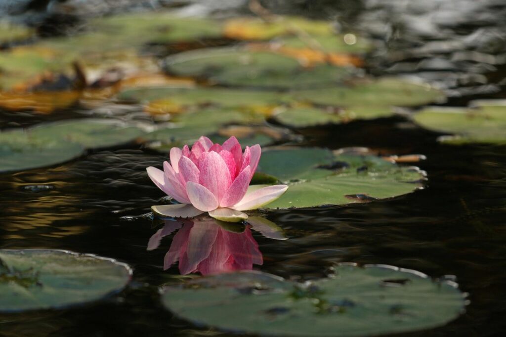 Une fleur de lotus dans une mare