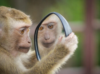 singe regardant dans un miroir