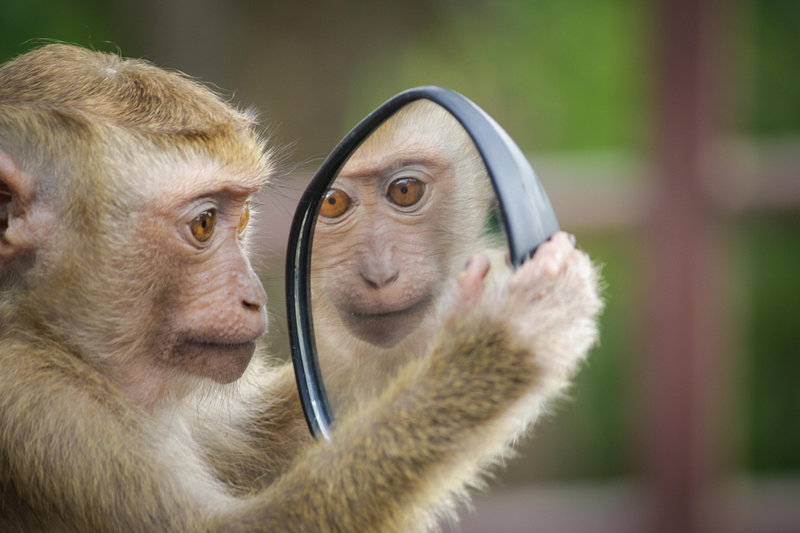 singe regardant dans un miroir