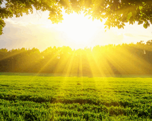 soleil plongeant sur la nature