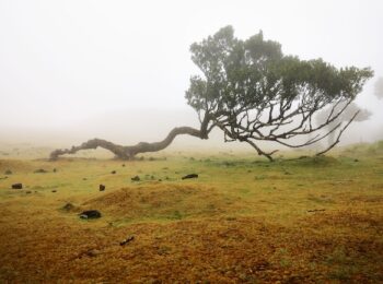 arbre couché par le vent