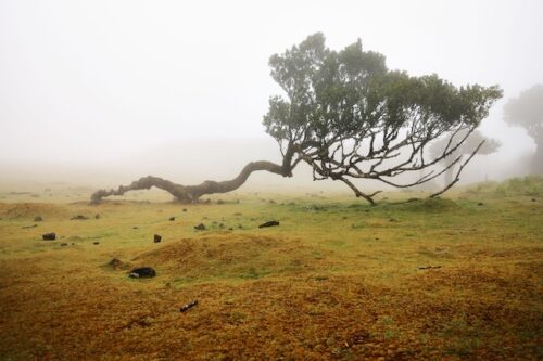 arbre couché par le vent
