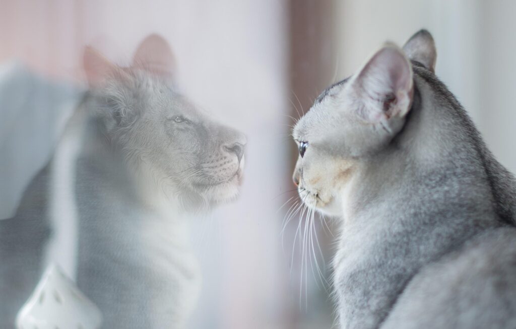 chat qui se voit comme un lion dans le  miroir