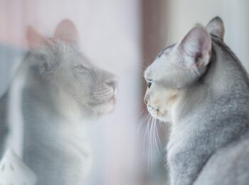chat qui se voit comme un lion devant un miroir