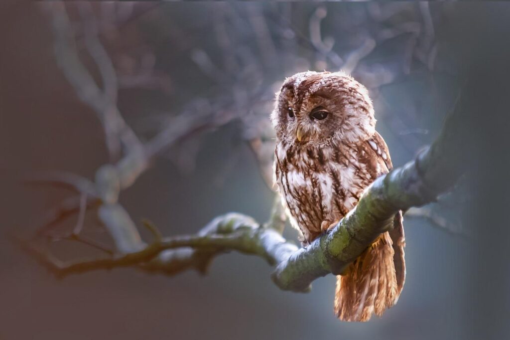 Chouette accrochée à une branche dans la nuit
