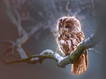 Chouette accrochée à une branche dans la nuit