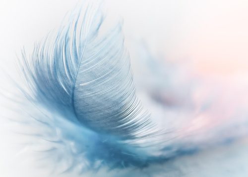 Photo d'une plume