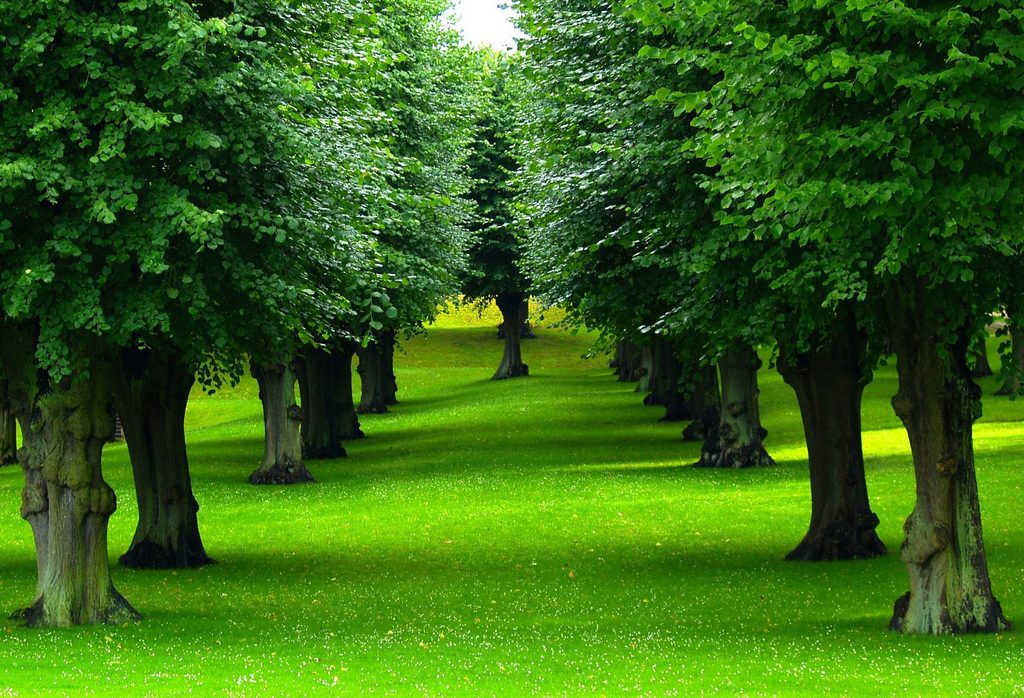 Allée d'herbe entourée d'arbres