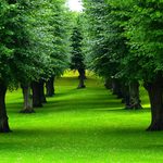 Allée d'herbe entourée d'arbres