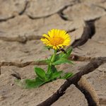 Marguerite qui pousse dans le désert