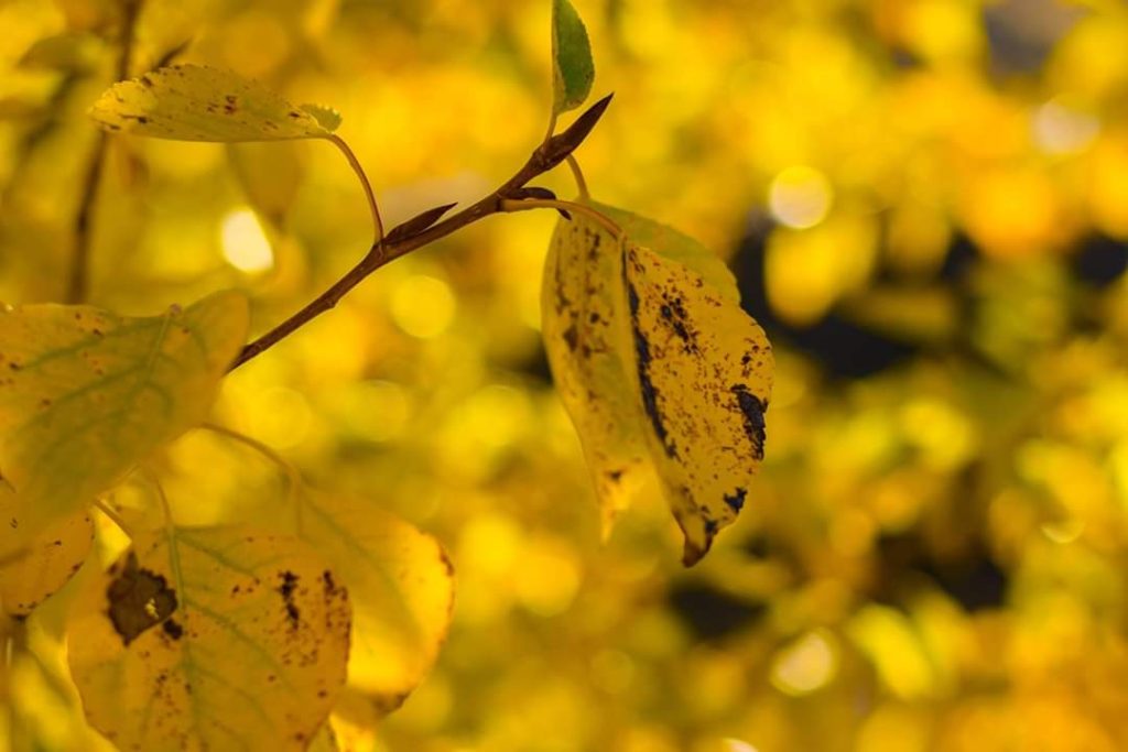 Feuille arbre et lumière