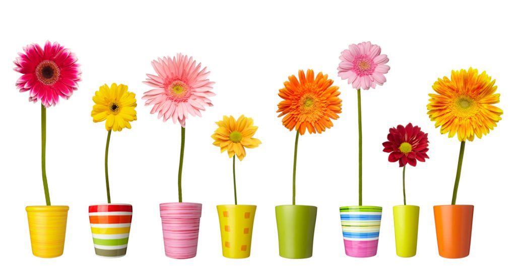 fleurs dans pots