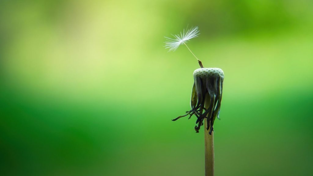 Dernière graine d'un pissenlit prête à se détacher de la fleur