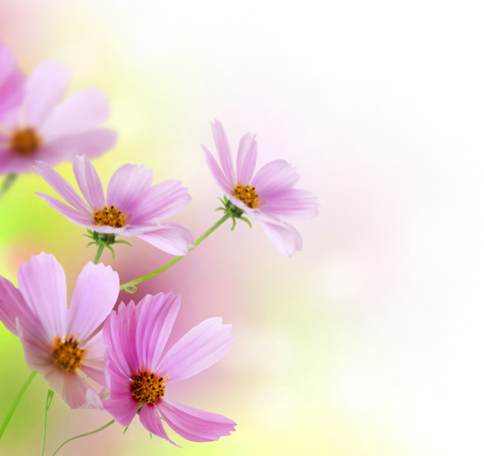 fleurs mauves