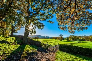nature